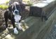 Boxer Puppies for sale in Bronx, NY, USA. price: NA