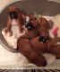 Boxer Puppies for sale in Las Vegas Trail, Fort Worth, TX, USA. price: NA