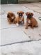 Boxer Puppies for sale in Jackson, MS, USA. price: NA