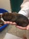 Boxer Puppies for sale in Homedale, ID 83628, USA. price: $1