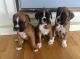 Boxer Puppies for sale in Florida Ave NW, Washington, DC, USA. price: NA