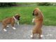Boxer Puppies for sale in Denver, CO, USA. price: $400