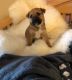 Boxer Puppies for sale in Seattle, WA, USA. price: $460