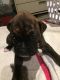 Boxer Puppies for sale in Sanger, TX 76266, USA. price: $600