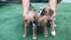 Boxer Puppies for sale in 15201 San Pedro Ave, San Antonio, TX 78232, USA. price: NA