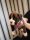 Boxer Puppies for sale in Florida City, FL, USA. price: NA