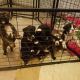 Boxer Puppies for sale in California, MD, USA. price: NA