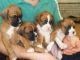 Boxer Puppies for sale in Miami, FL, USA. price: NA