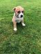 Boxer Puppies for sale in Seattle, WA, USA. price: $440