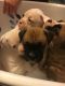 Boxer Puppies for sale in Rancho Cordova, CA 95670, USA. price: $500
