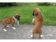 Boxer Puppies for sale in Burlington, VT, USA. price: NA