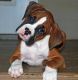 Boxer Puppies for sale in Manchester, NH, USA. price: $400