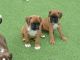 Boxer Puppies for sale in Brownsville, TX 78520, USA. price: NA