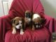 Boxer Puppies for sale in Philadelphia, PA, USA. price: NA