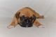Boxer Puppies for sale in Rolesville, NC, USA. price: $750