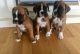 Boxer Puppies for sale in Oregon, OH, USA. price: NA