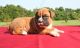 Boxer Puppies for sale in Boston, MA, USA. price: NA