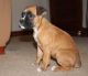 Boxer Puppies for sale in Jacksonville, FL, USA. price: $500