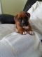 Boxer Puppies for sale in New Vienna, OH 45159, USA. price: NA