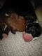 Boxer Puppies for sale in Middletown, OH, USA. price: NA