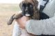 Boxer Puppies for sale in Victoria, TX, USA. price: NA