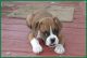 Boxer Puppies for sale in NC-55, Fuquay Varina, NC 27526, USA. price: $400