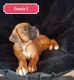 Boxer Puppies for sale in 14537 Hickory Blvd, Drakesville, IA 52552, USA. price: $650