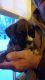 Boxer Puppies for sale in St Anthony, IA, USA. price: $650