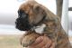 Boxer Puppies for sale in TN-100, Nashville, TN, USA. price: NA