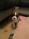 Boxer Puppies for sale in US Hwy 19 N, Pinellas Park, FL, USA. price: NA