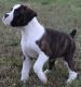 Boxer Puppies for sale in Reno, NV, USA. price: NA