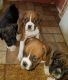 Boxer Puppies for sale in Justin, TX 76247, USA. price: NA