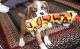 Boxer Puppies for sale in Lynco, WV 24827, USA. price: NA