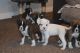 Boxer Puppies for sale in Portland, OR, USA. price: NA