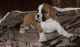 Boxer Puppies for sale in Wylie, TX, USA. price: $400