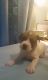 Boxer Puppies for sale in Roanoke, VA 24012, USA. price: $700
