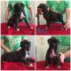 Boxer Puppies for sale in Ottawa, OH 45875, USA. price: NA
