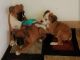 Boxer Puppies for sale in Edgar Springs, MO 65462, USA. price: NA