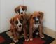 Boxer Puppies for sale in Edgar Springs, MO 65462, USA. price: NA