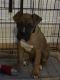 Boxer Puppies for sale in Laurel, MD 20707, USA. price: NA