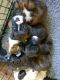Boxer Puppies for sale in Atlanta, GA, USA. price: NA