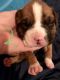 Boxer Puppies for sale in Graniteville, SC, USA. price: NA