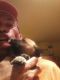 Boxer Puppies for sale in Mesquite, TX, USA. price: NA