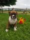 Boxer Puppies for sale in Millersburg, OH 44654, USA. price: NA