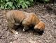 Boxer Puppies for sale in Chesnee, SC 29323, USA. price: NA