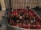 Boxer Puppies for sale in Dallas, TX 75201, USA. price: NA