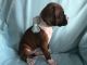 Boxer Puppies for sale in Ligonier, IN 46767, USA. price: $900