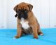 Boxer Puppies for sale in Columbus, OH 43215, USA. price: NA