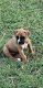 Boxer Puppies for sale in Paris, TX, USA. price: NA