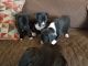 Boxer Puppies for sale in Justin, TX 76247, USA. price: NA